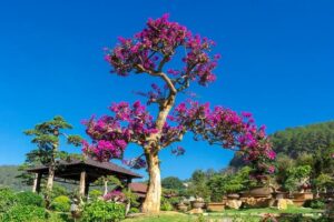 Đà Lạt xuất hiện thêm địa điểm sống ảo đẹp không góc chết